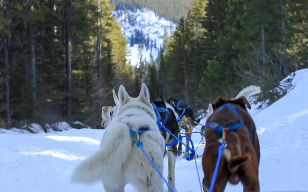 dogsledding in canmore is one the best things to do in Alberta