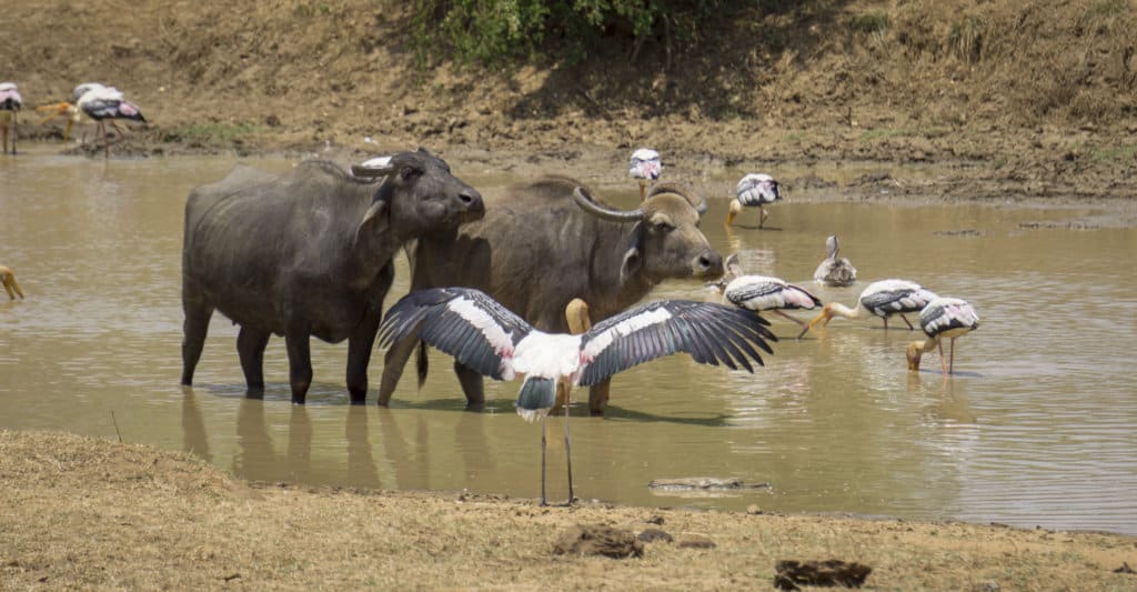 Buffalo  and birds in a watering hole in Udawalawe National Park