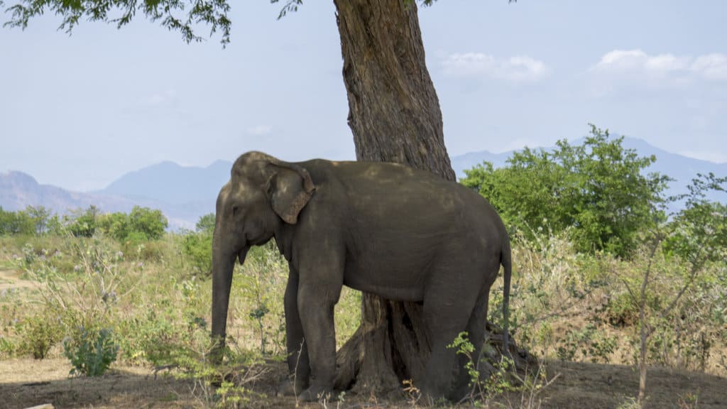 an elephant scratching itself against a tree during an udawalawe national park safari
