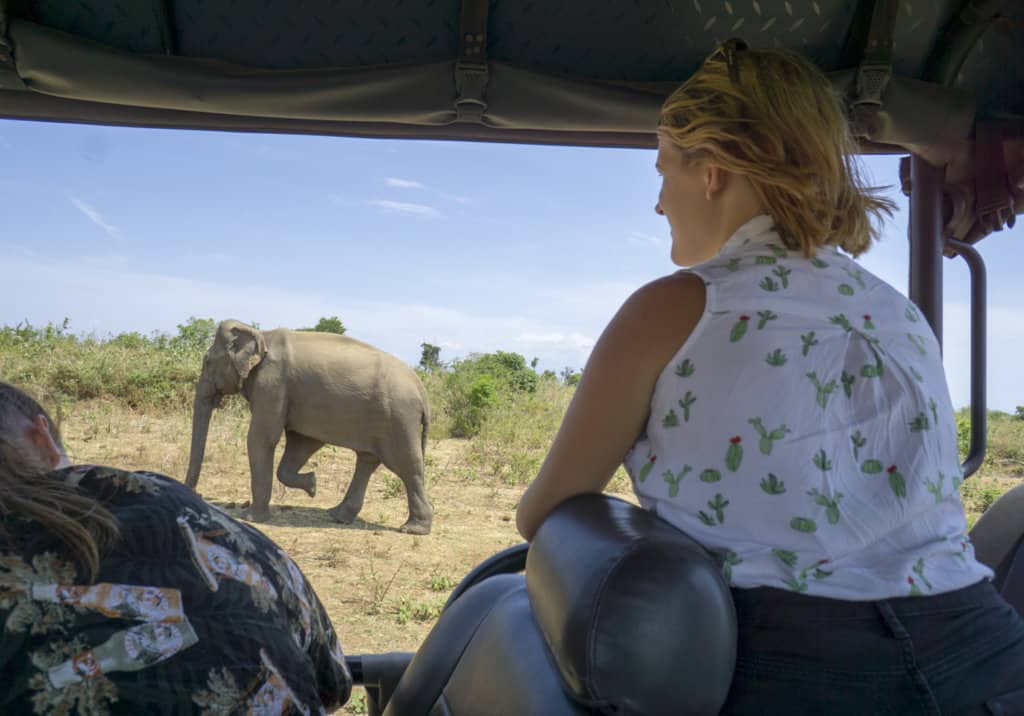 lora looking at an elephant on an udawalawe national park safari