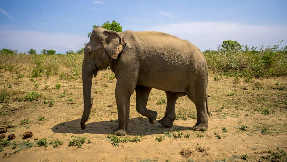 an elephant in udawalawe national park sri lanka