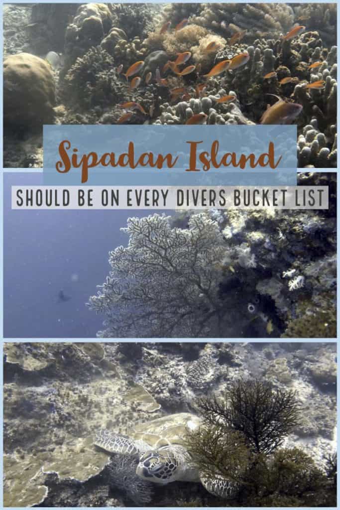 Diving Sipadan Island: What you need to know – Explore With Lora