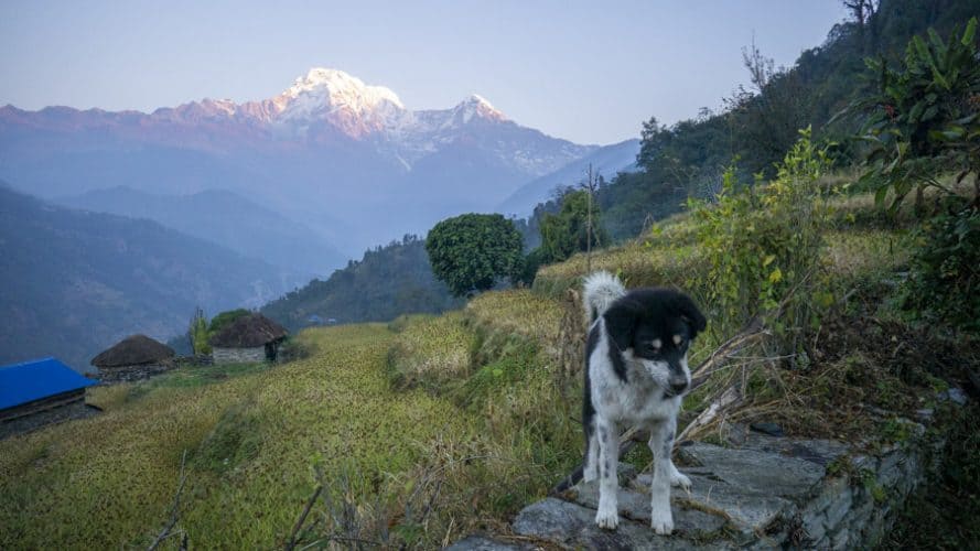 Ghandruk Trek: The Perfect Gateway into the Mountains of Nepal ...