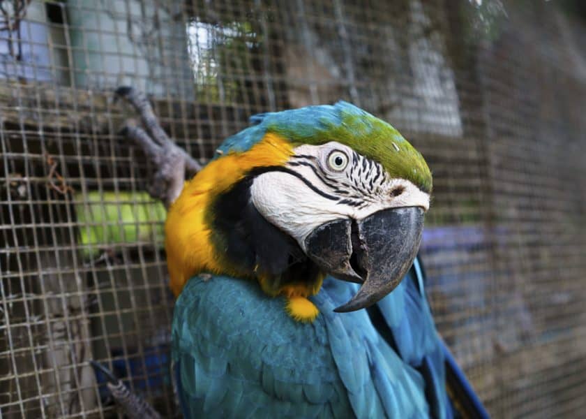 macaw on a wildlife volunteer project in Bolivia
