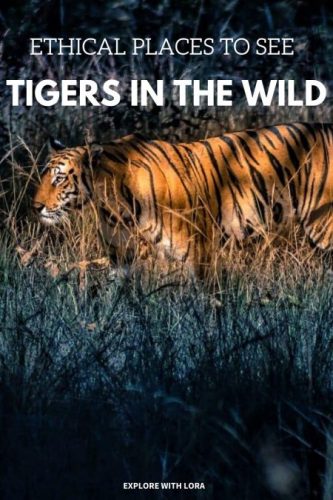 Best Places to See Tigers in the Wild Ethically – Explore With Lora