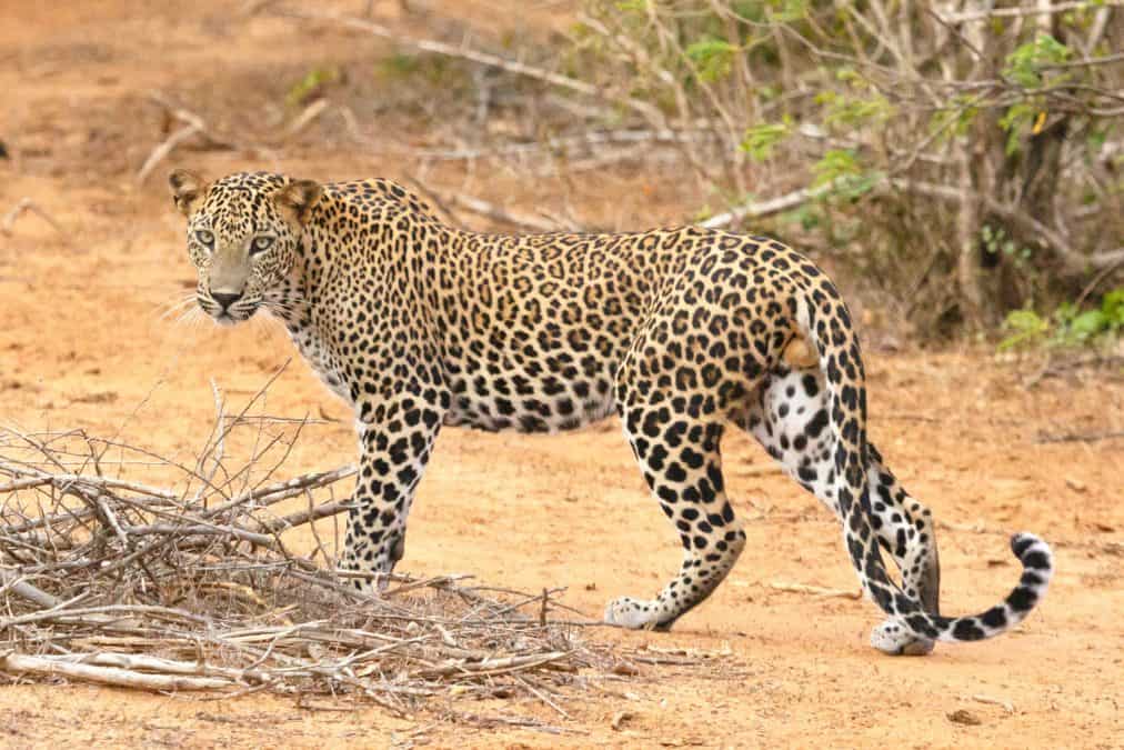 a leopard in yala national park