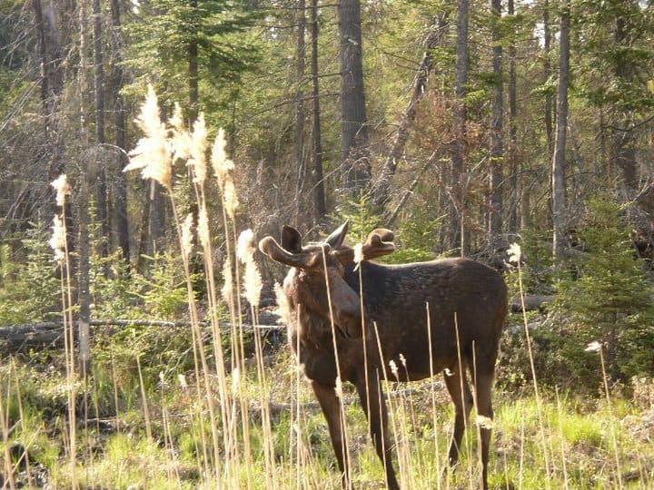 moose roaming amidst the wilderness of Algonquin Provincial Park in Ontario