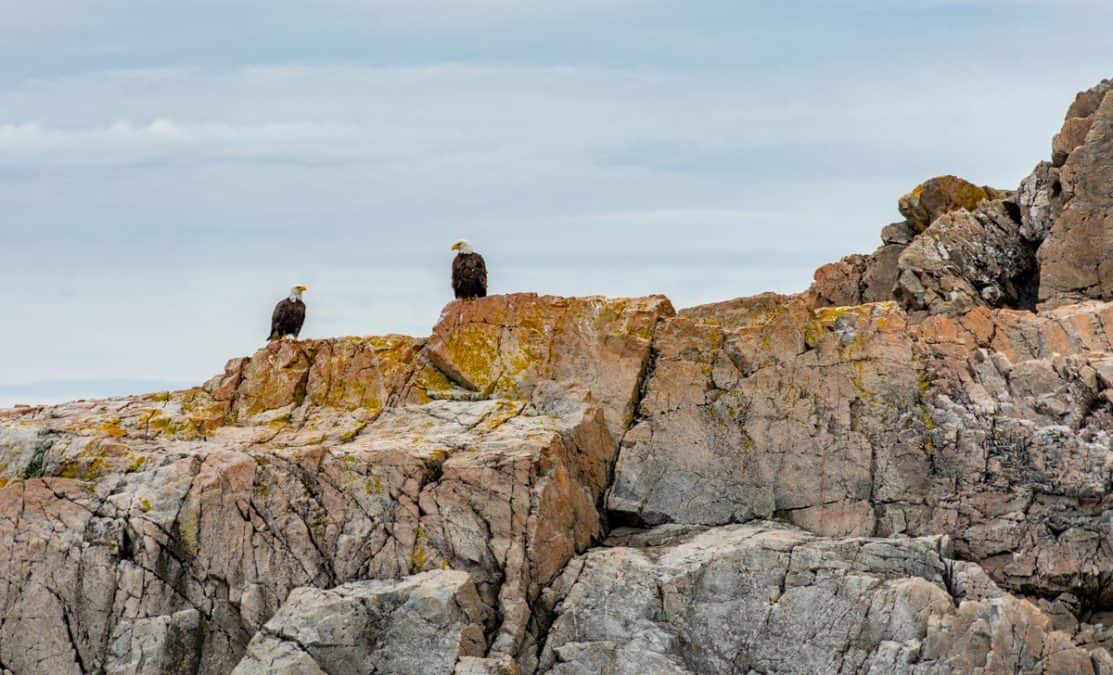 two bald eagles perched on a cliff in twillingate newfoundland