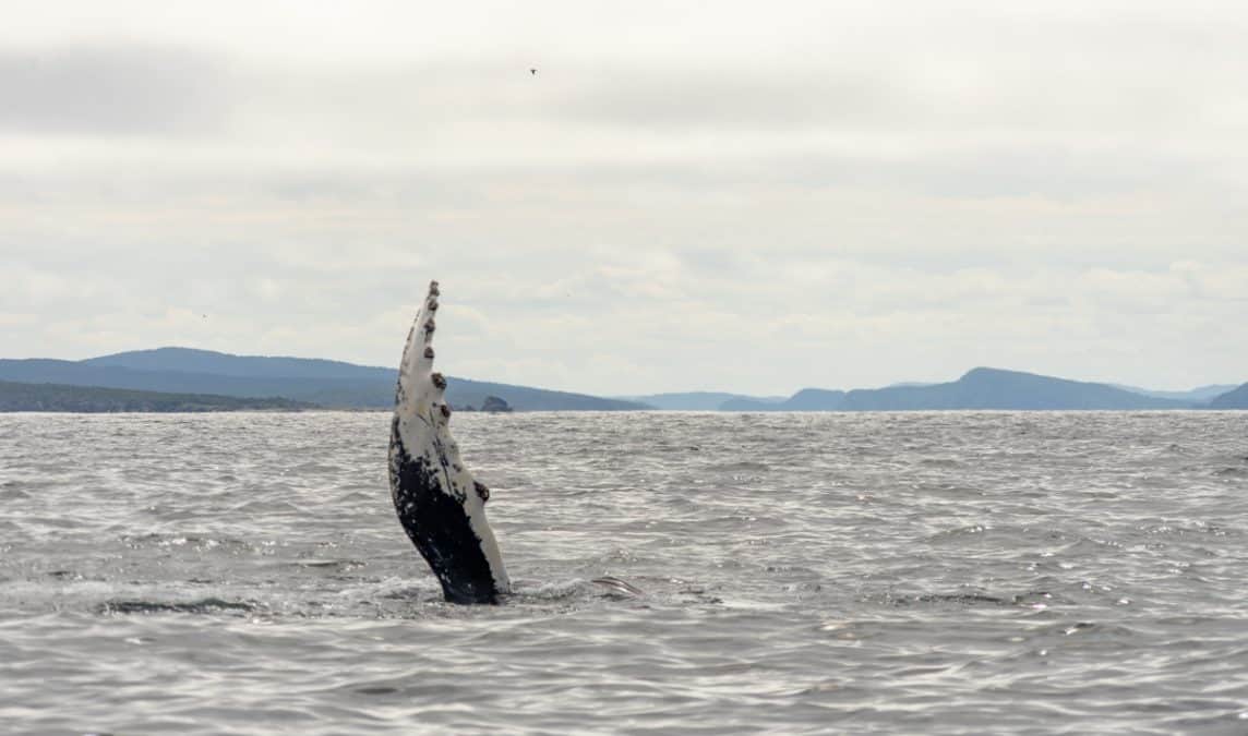 whale tail in newfoundland