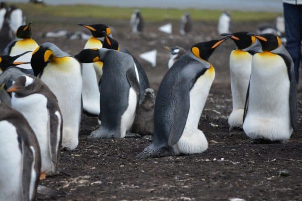 Where to See Penguins in the Wild (aka My Bucket List) – Explore With Lora