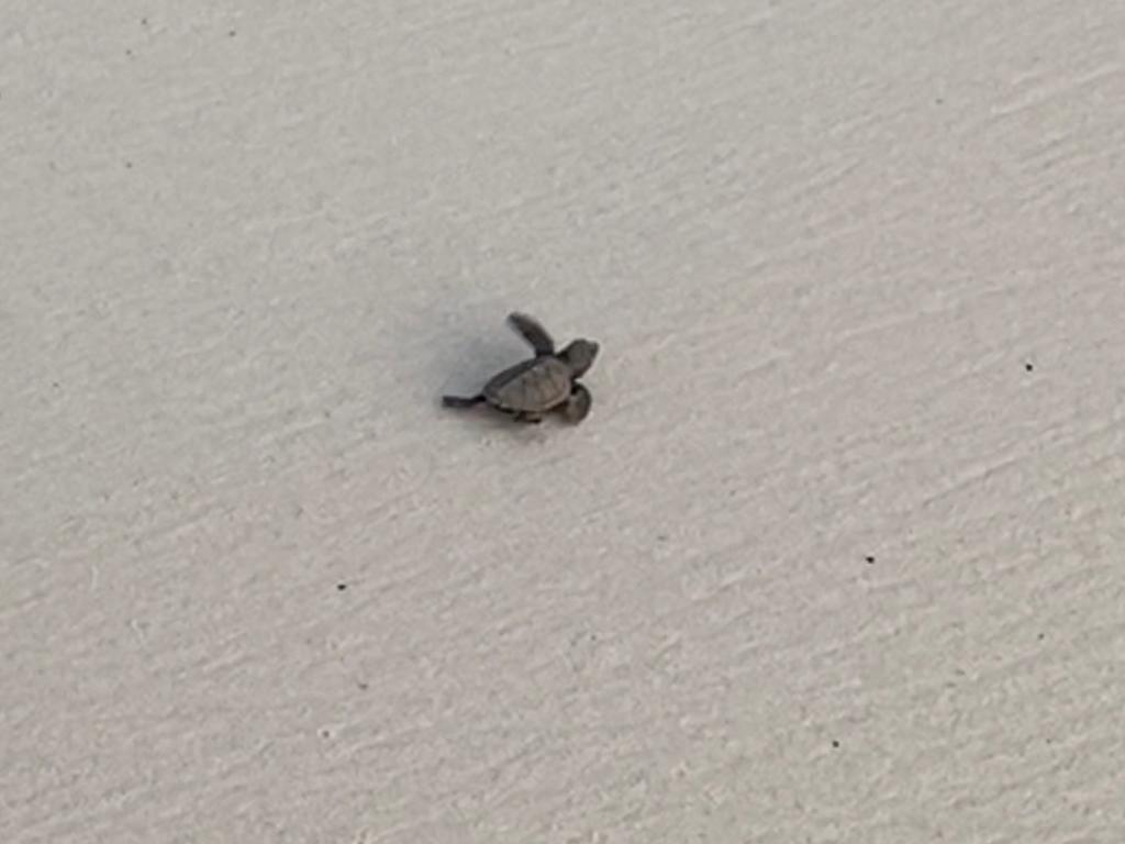 baby sea turtle walking towards the ocean in barbados