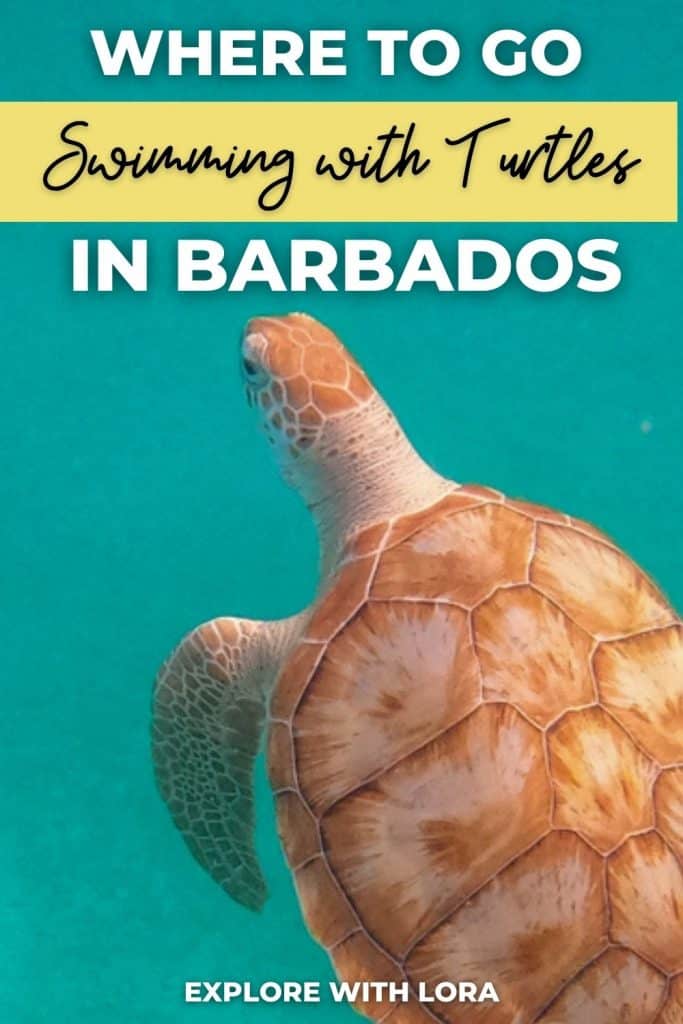 barbados catamaran turtle snorkel with lunch and open bar