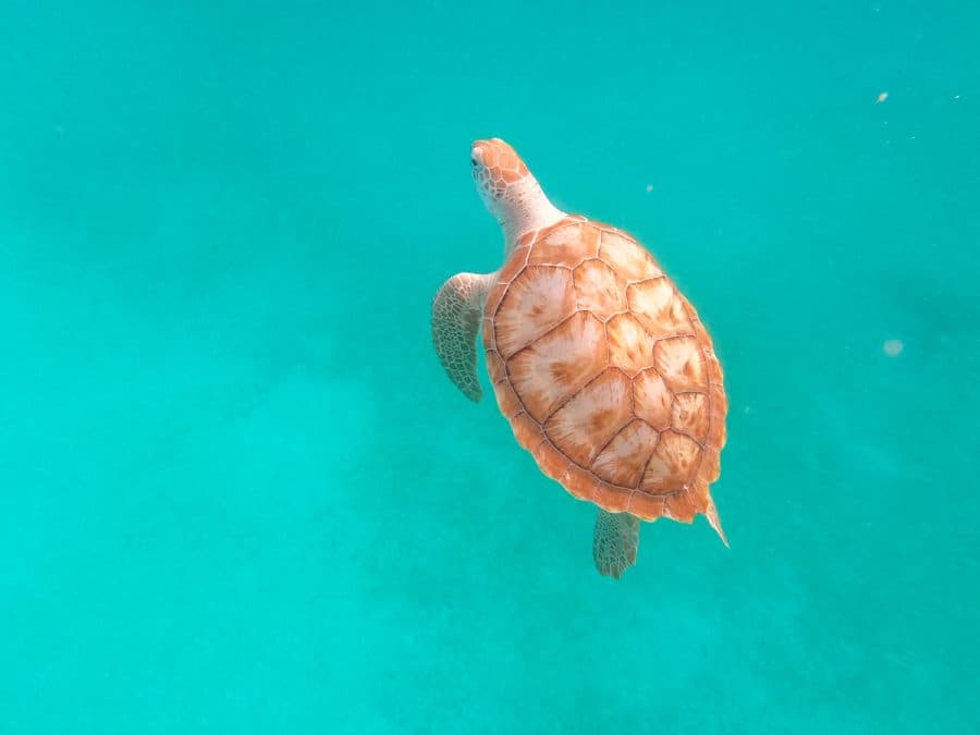 sea turtle swimming through turquoise water