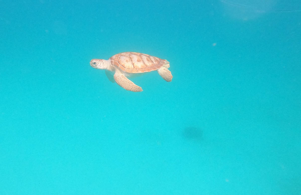 hawksbill turtle gliding through the turquoise water while swimming with turtles in barbados