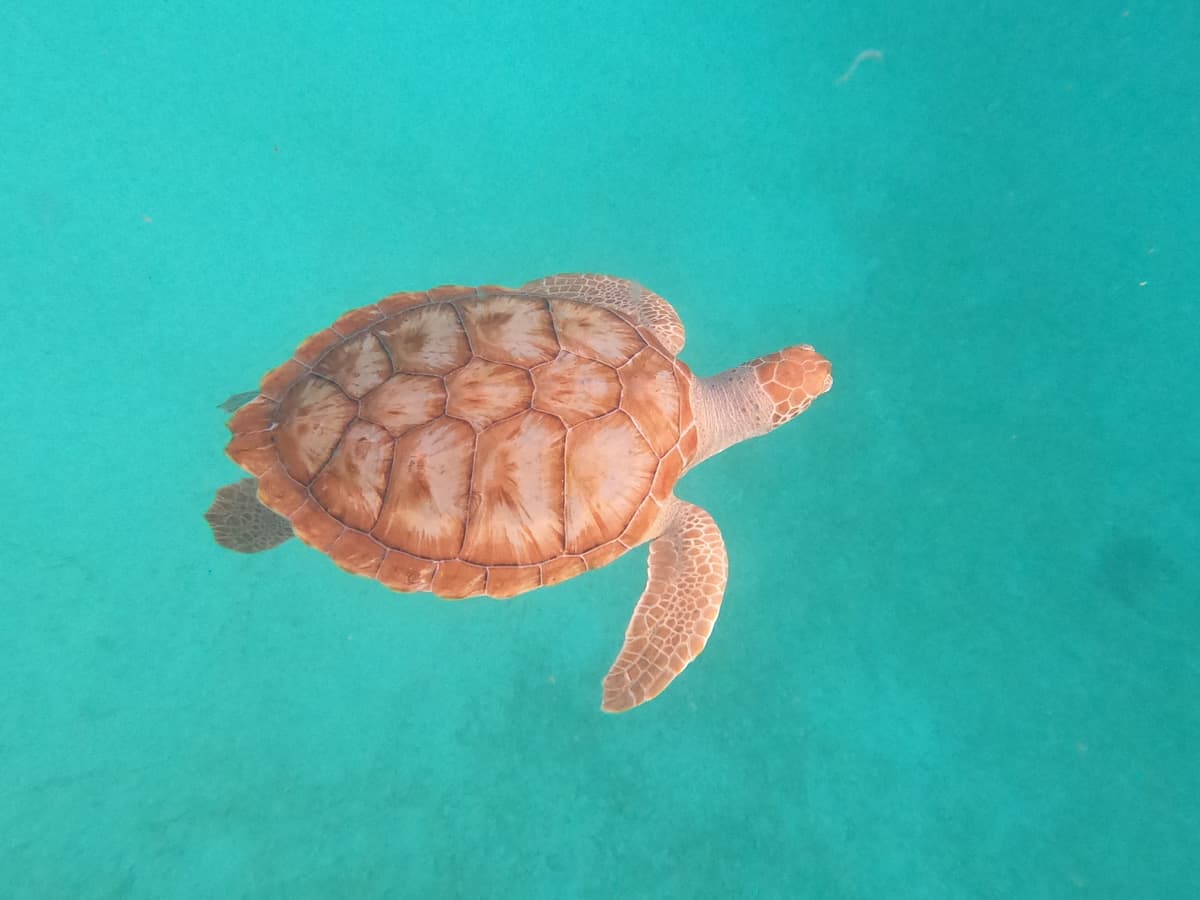 close up shot of a turtle while swimming with sea turtles in barbados