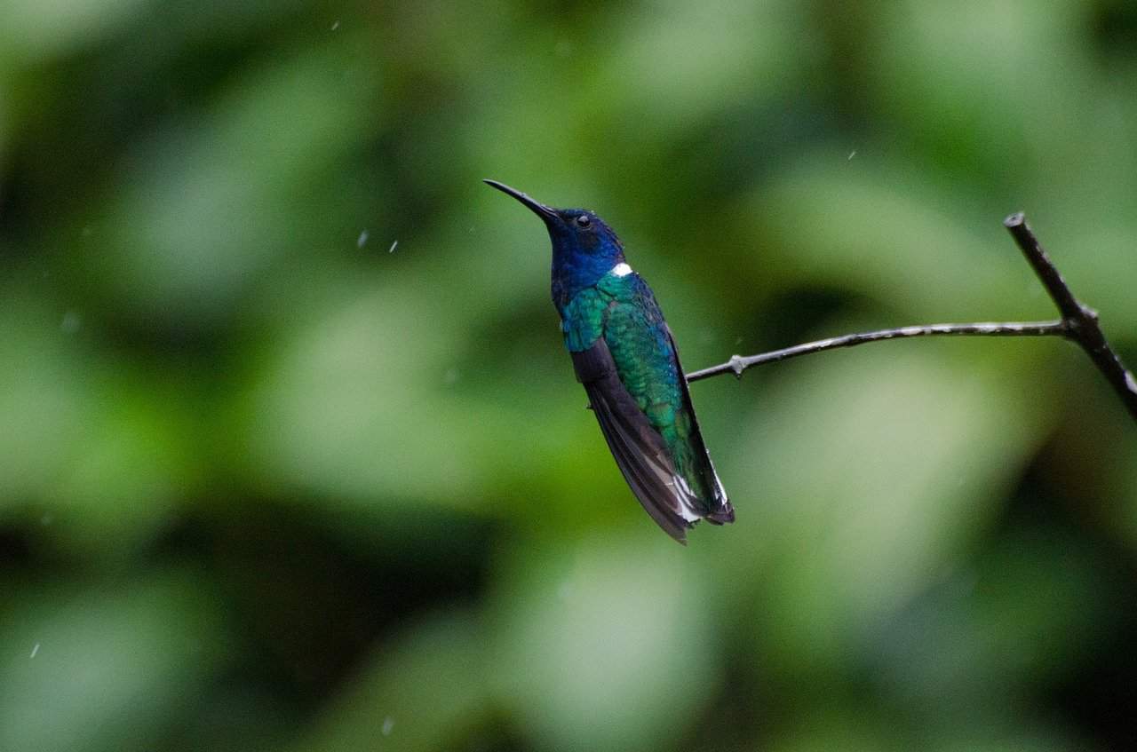 a green and blue hummingbird sitting on a small branch in tobago. the background is blurred green.