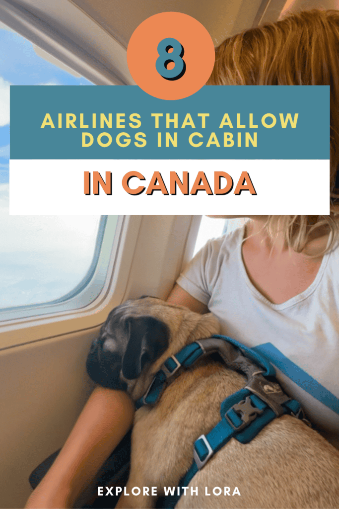 image of dog flying in cabin with overlay text airlines that allow dogs in cabin Canada.