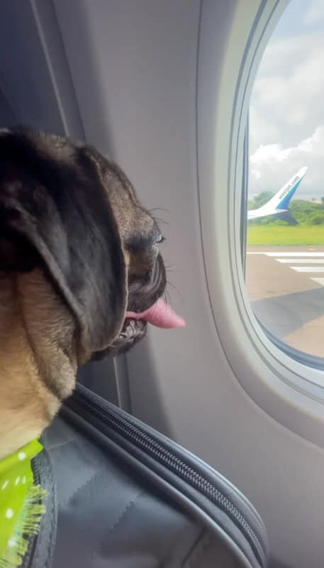 A pug with a green bandana looks out an airplane window. The plane is on the runway with another aircraft's tail visible in the background.