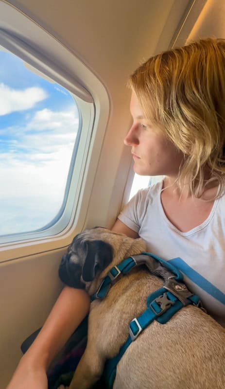 A person looks out the airplane window while holding a pug wearing a blue harness on their lap.