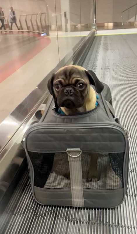 A small dog with a dark muzzle and ears is sitting inside a gray pet carrier on an airport moving walkway.