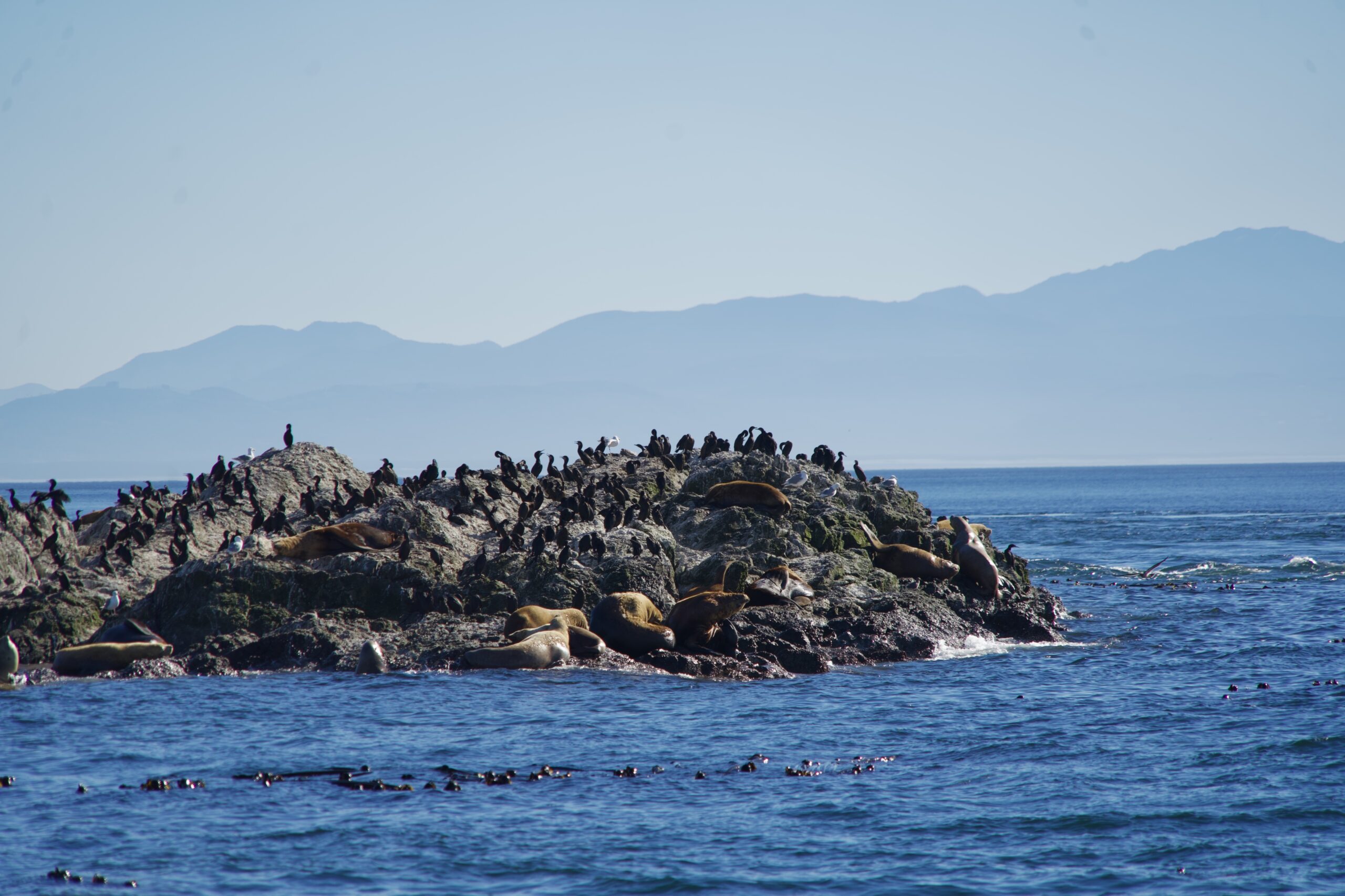 group of seals sun bathing on rocks with mountains in backdrop San Juan island