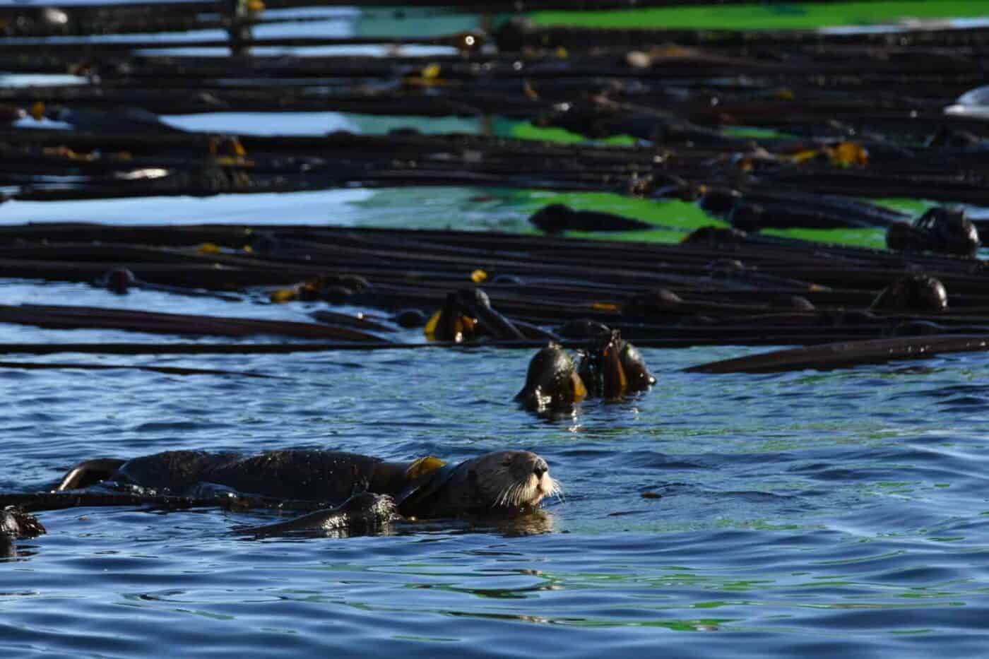 A sea otter floating among kelp in calm water, with sunlight reflecting on the surface.