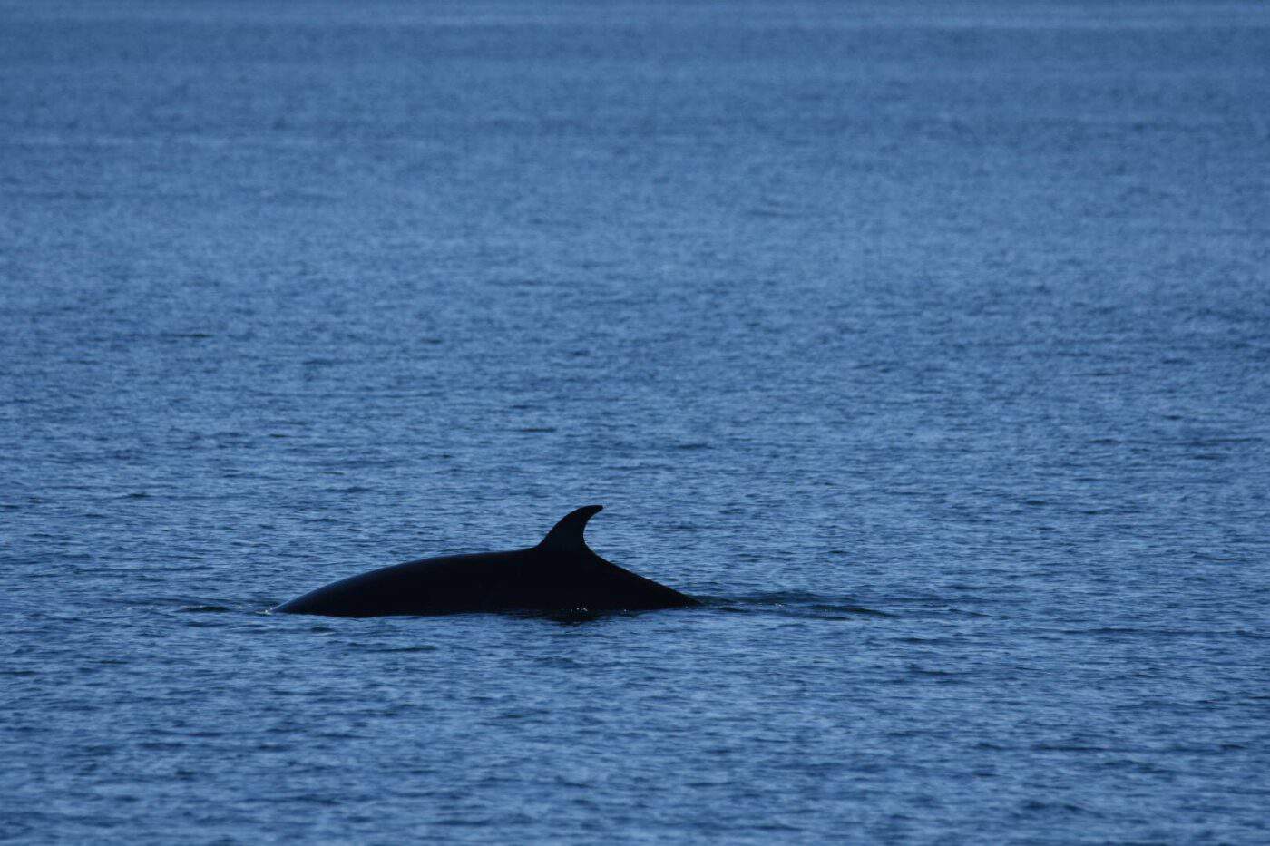 A whale swims near the surface of a calm ocean, revealing its dorsal fin against the blue water.