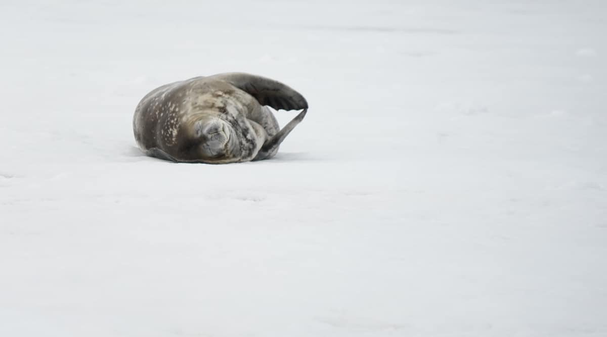 Seal resting on snow-covered ground with eyes closed, in a peaceful natural setting.