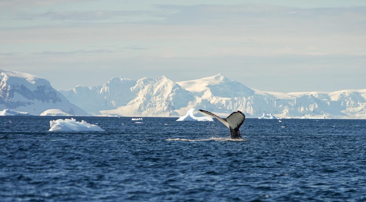 A whale's tail emerges from the ocean against a backdrop of icebergs and snow-covered mountains.