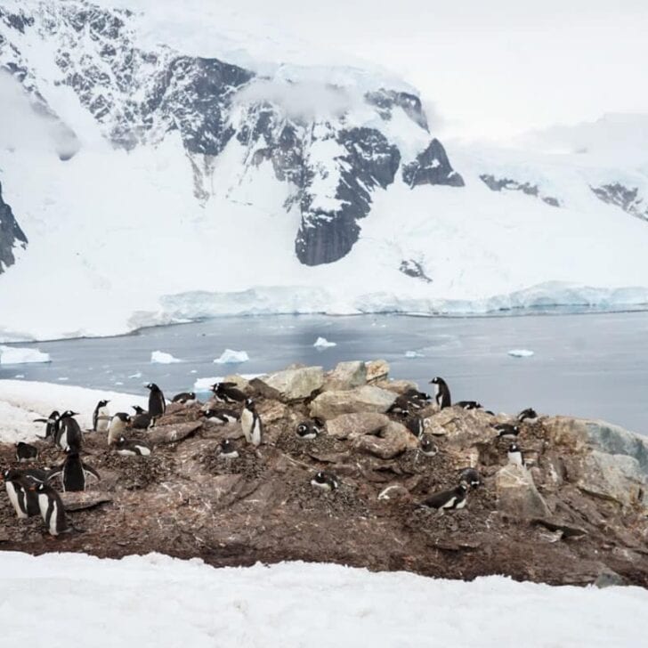 Penguins standing on rocky terrain surrounded by snow and ice near a body of water, with snowy mountains in the background.