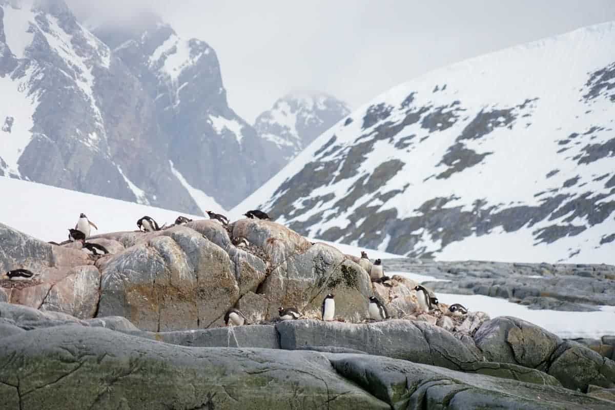 Penguins rest on rocky terrain surrounded by snowy mountains.