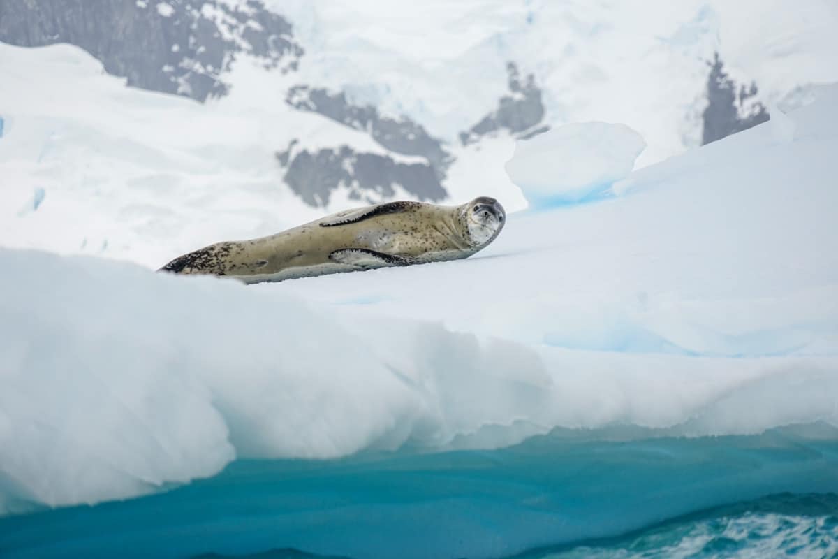 A seal rests on a snow-covered ice floe, surrounded by icy landscape.