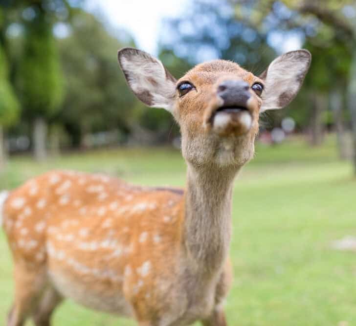 Close-up of a curious deer standing on grass in a park, with trees in the background.