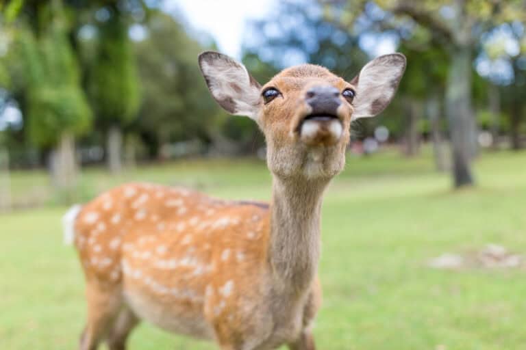 Close-up of a curious deer standing on grass in a park, with trees in the background.