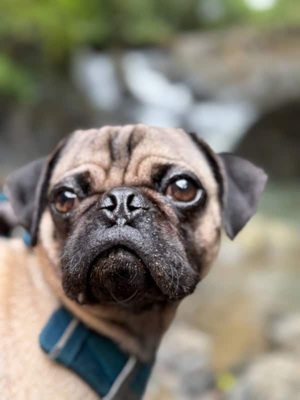 Close-up of a pug with a blue collar, looking at the camera. Blurred natural background.