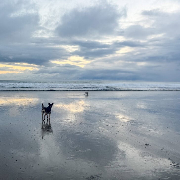 A small dog stands on a wet, reflective beach looking at another dog in the distance under a cloudy sky.