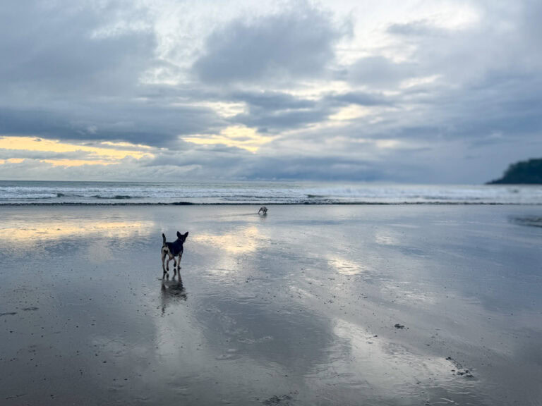 A small dog stands on a wet, reflective beach looking at another dog in the distance under a cloudy sky.