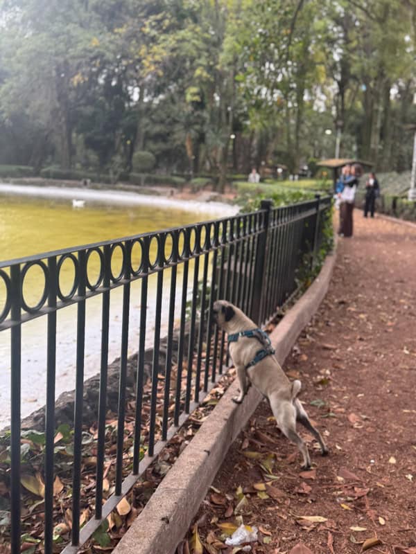 A small dog on a leash stands on its hind legs, peering through a black fence at a pond surrounded by trees.