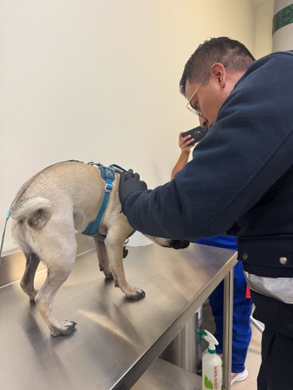 A pug wearing a blue harness stands on a metal table while a person examines it, with another person in the background. A spray bottle is visible below the table.